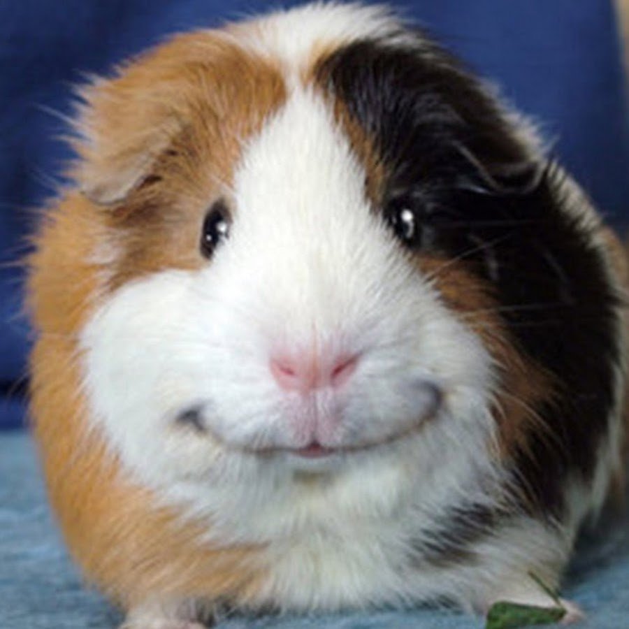 Морская Свинка и джунгарский хомяк