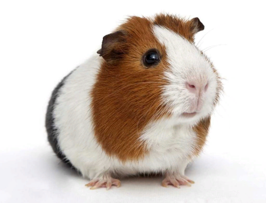 Морская Свинка Джиппи