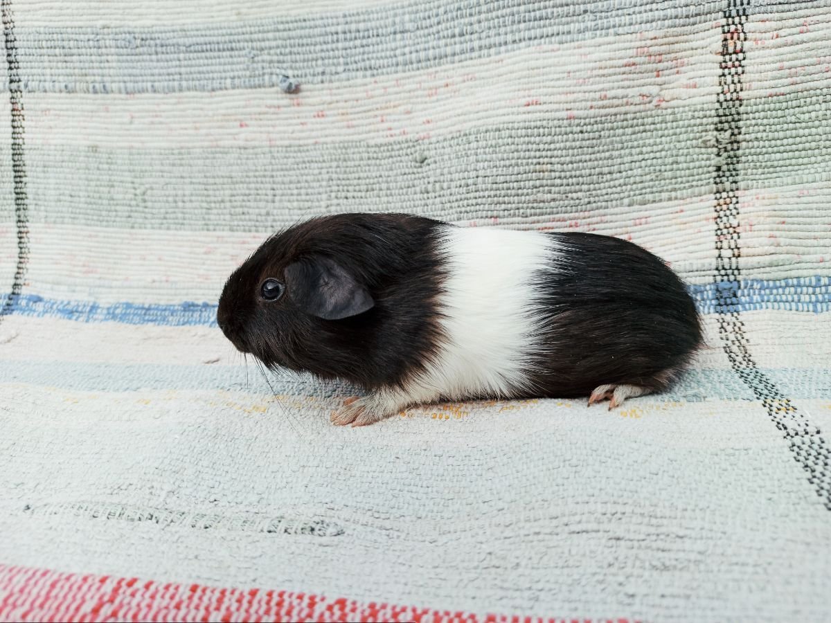 Морская Свинка Шуша