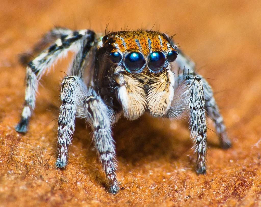 Пауков-скакунов (Salticidae)