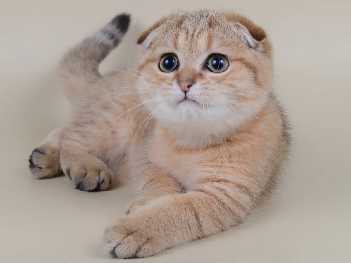 Белый вислоухий кот