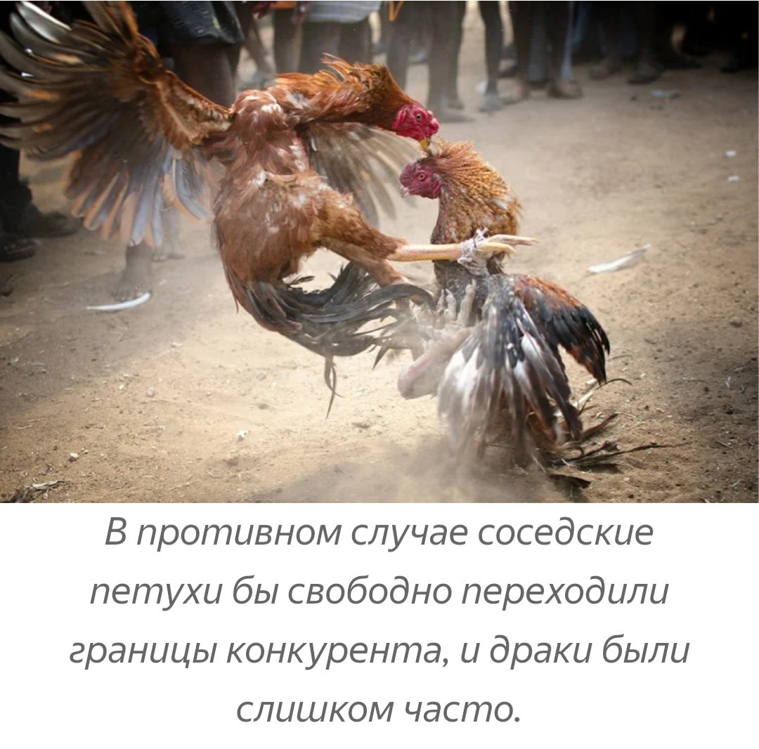 Боевой петух