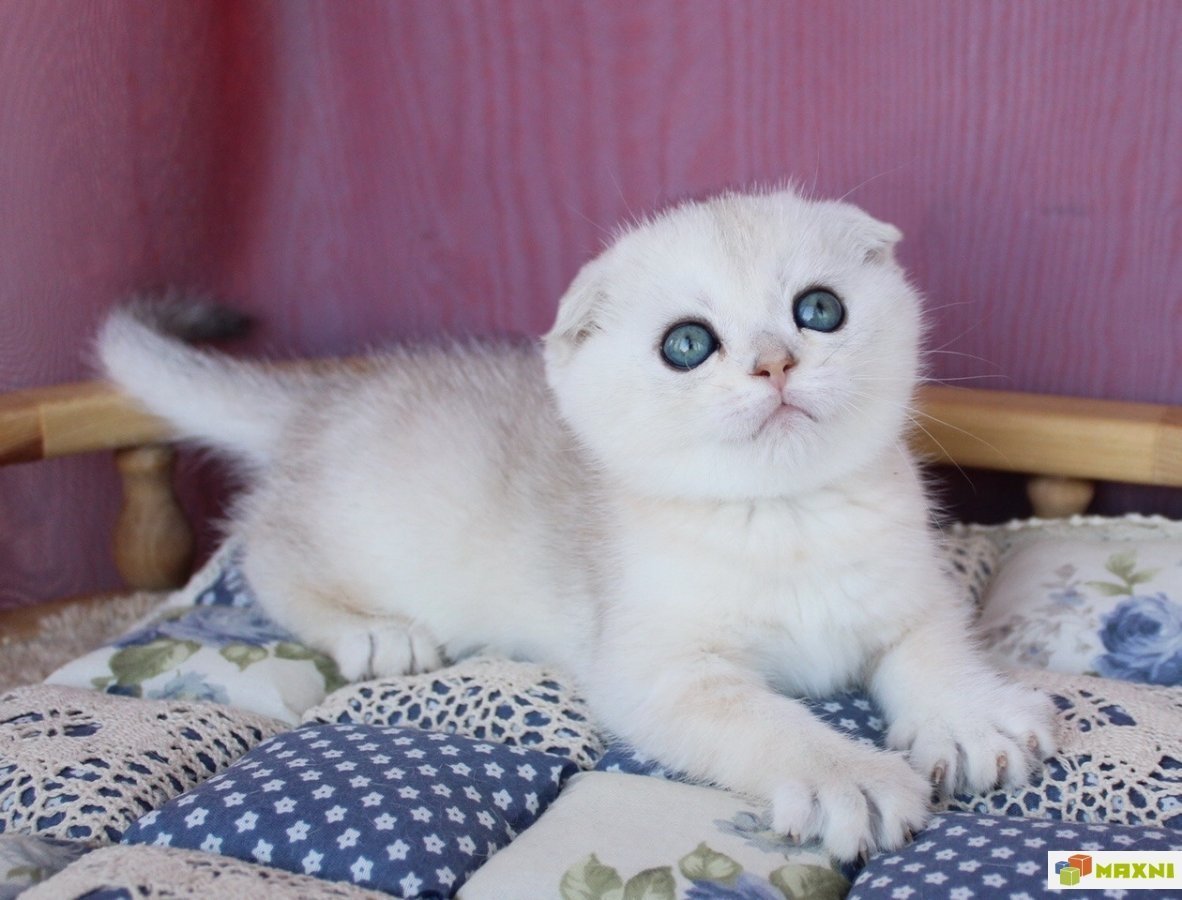Скоттиш фолд белый