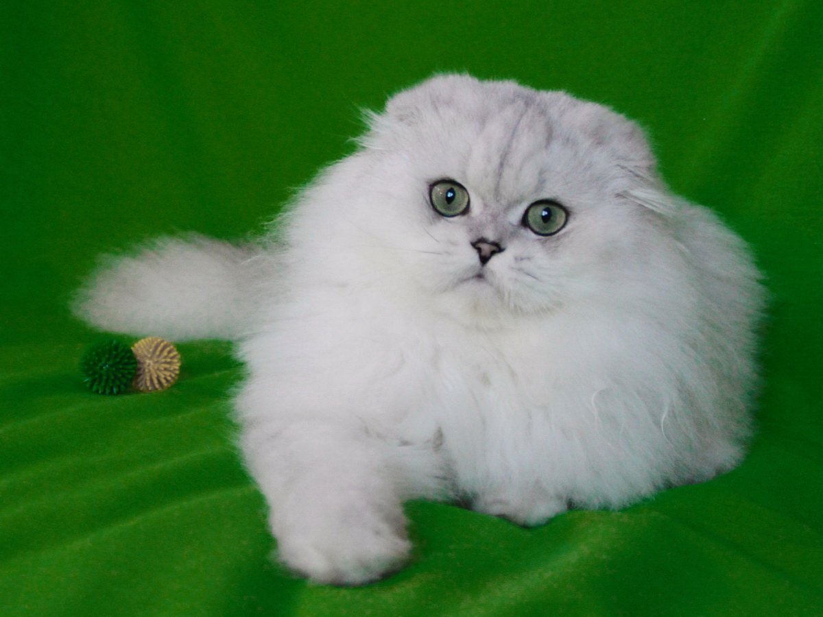 Шотландская длинношерстная шиншилла