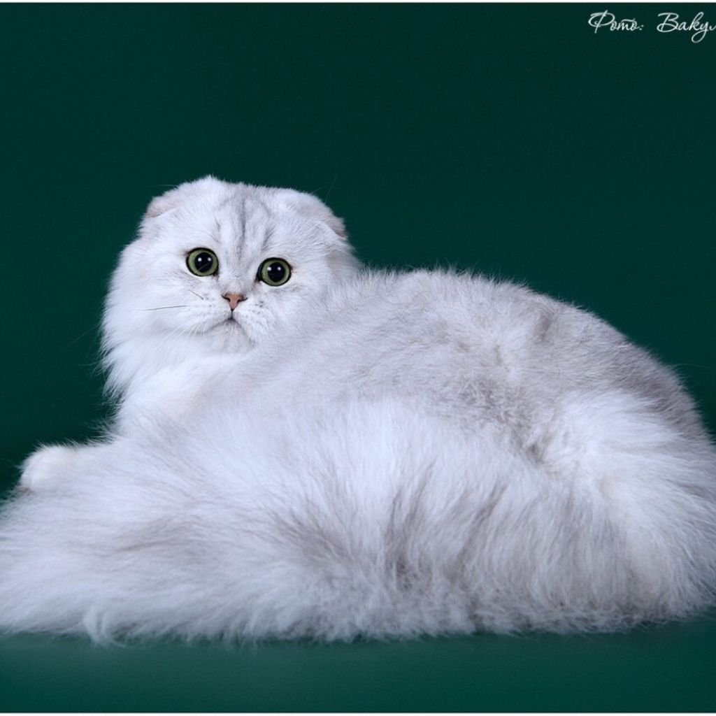 Скоттиш фолд Золотая шиншилла