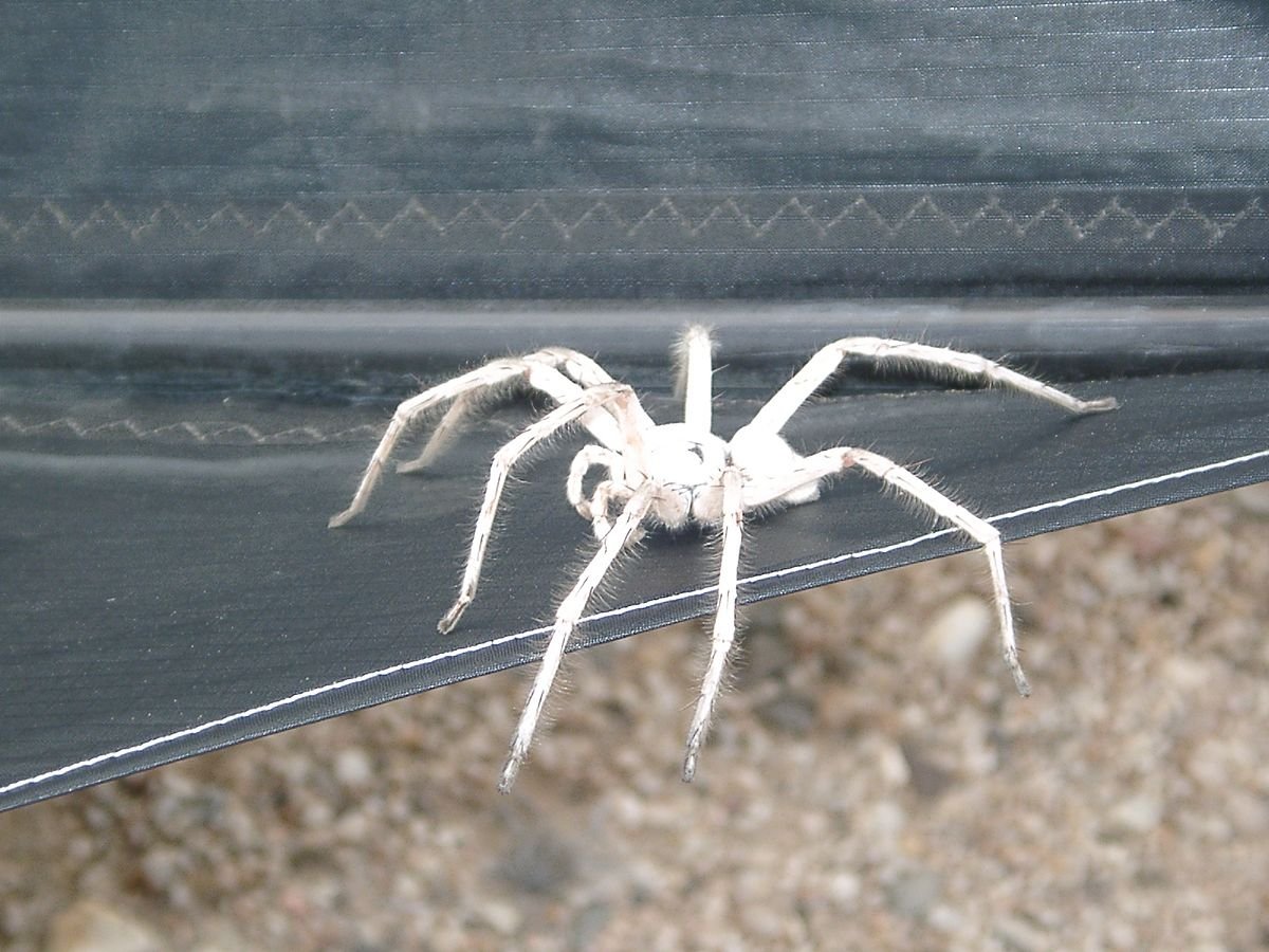 Паук белый Каракурт