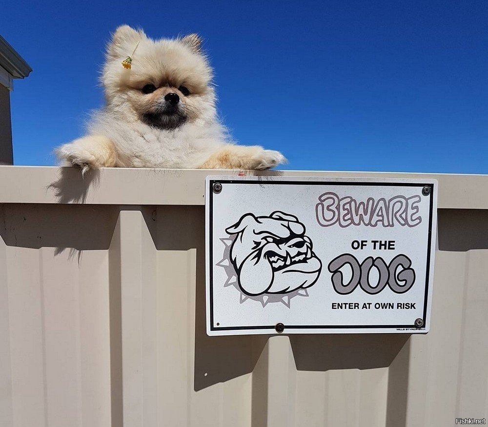 Злая собака прикол