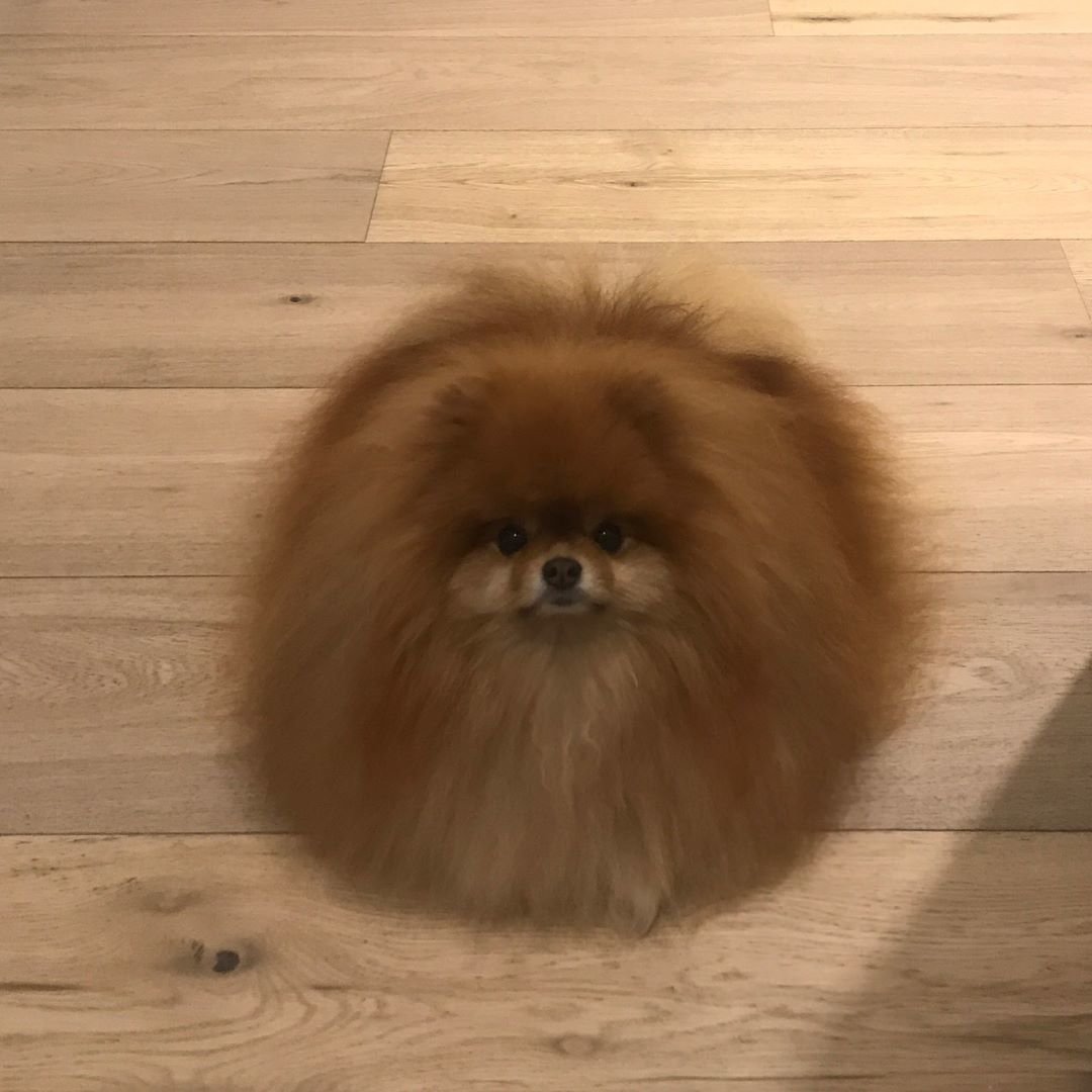 Смешные Шпицы