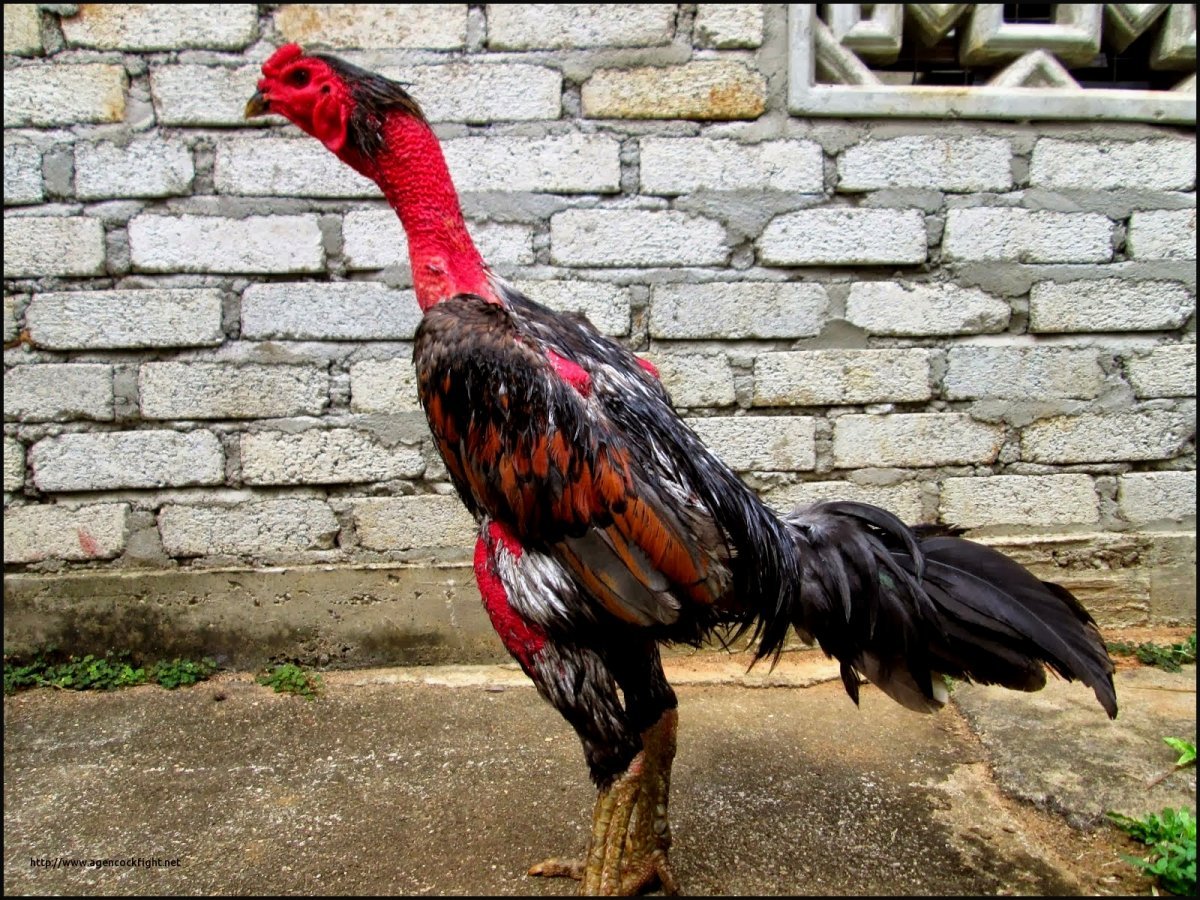 Петушиные бои рыбки