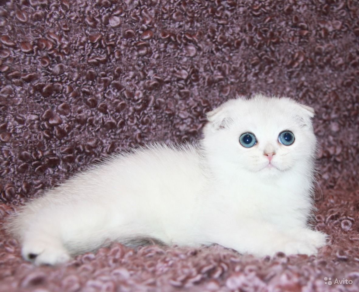 Шотландская серебристая шиншилла