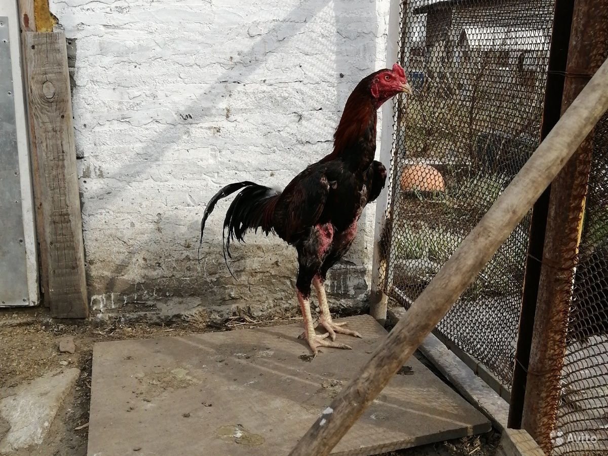 Тайваньский петух