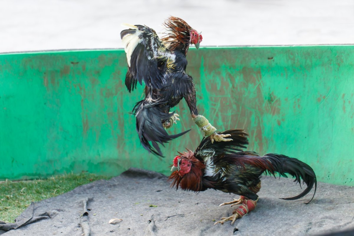 Петух Шамо дакан