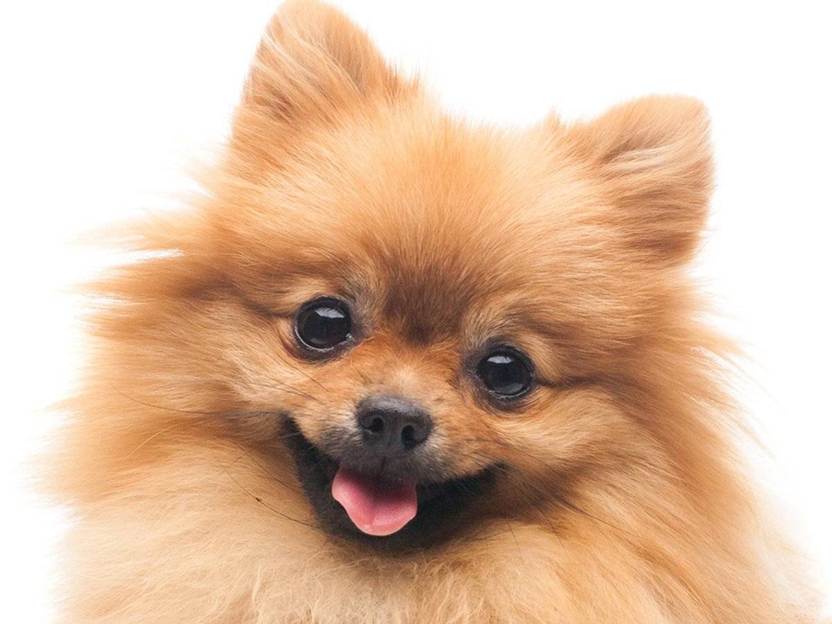 Шпиц на белом фоне