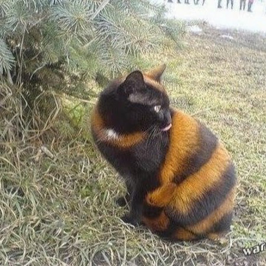Джек Рассела укусила пчела