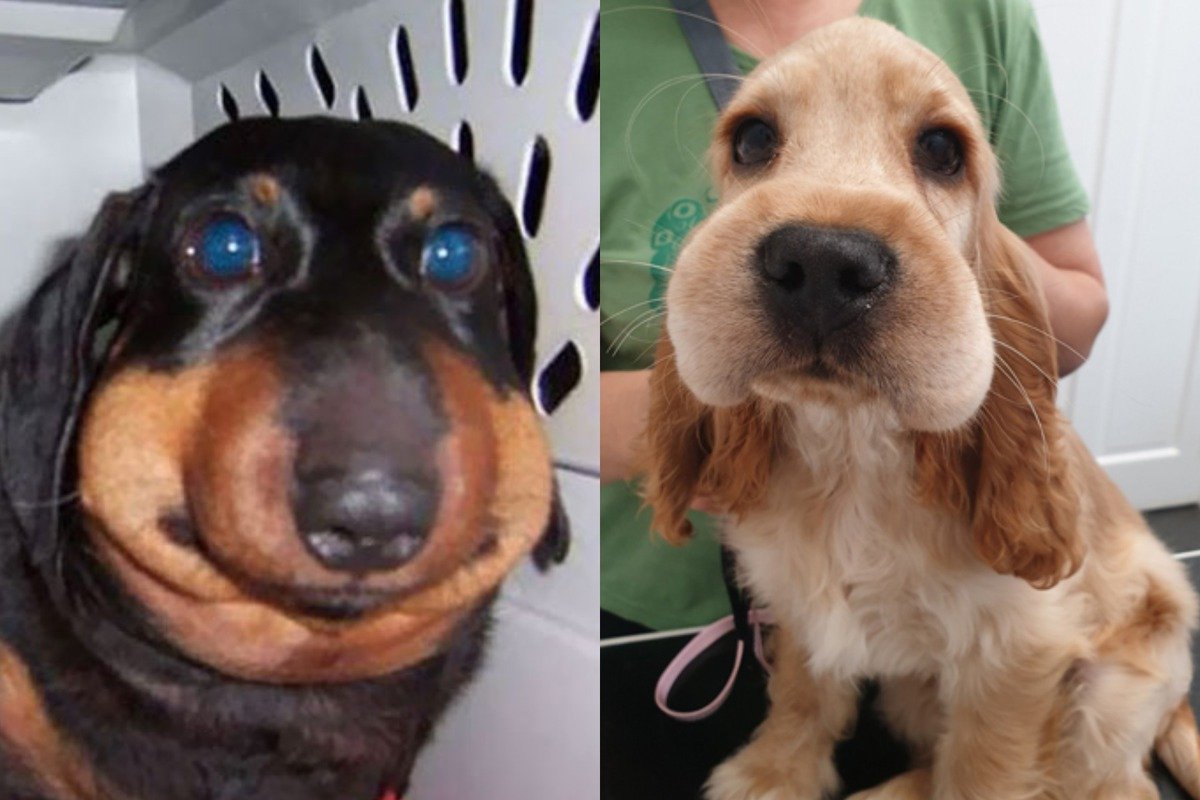 Животные укушенные пчелами