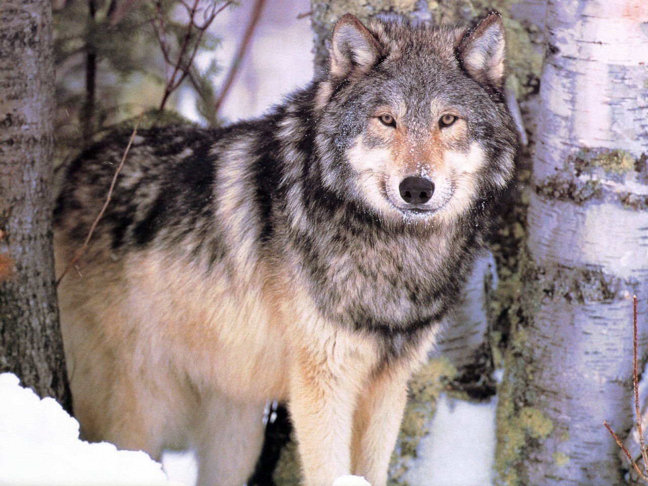 Про диких волков. Среднерусский Лесной волк. Сибирский Лесной волк. Таёжный волк. Аляскинский Лесной волк.