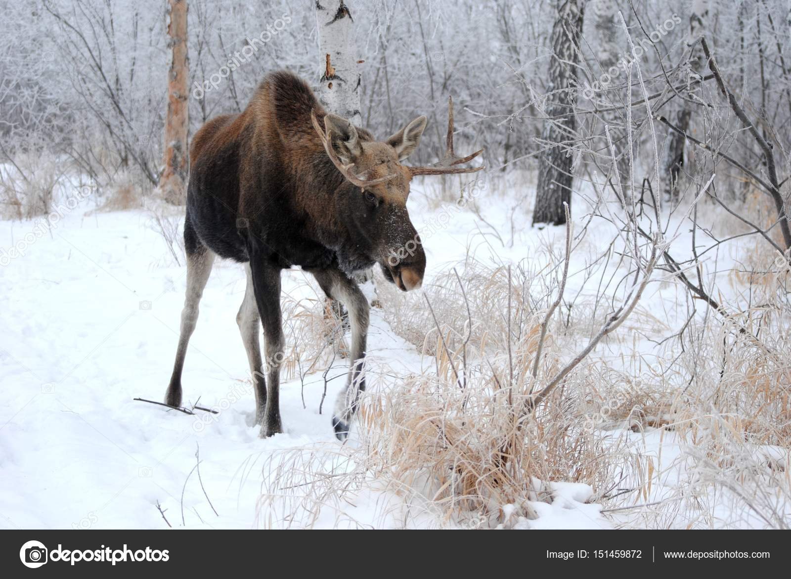 Лось вологда. Охота на лося в Вологодской области. Лось зима. Лось зимой. Лось в зимнем лесу.