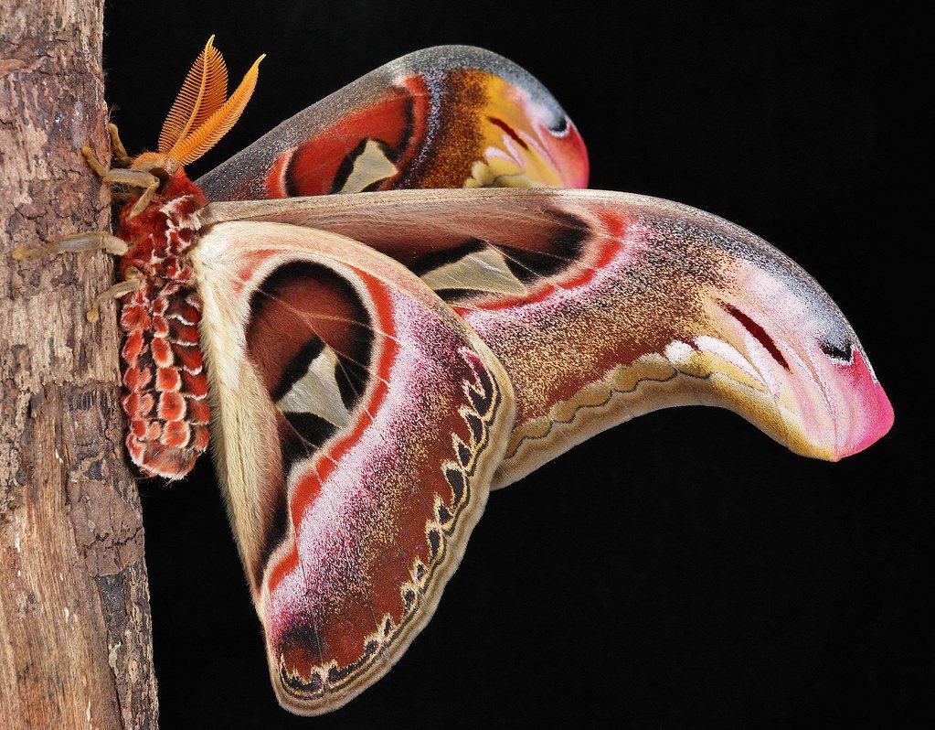 Павлиноглазка атлас Attacus Atlas