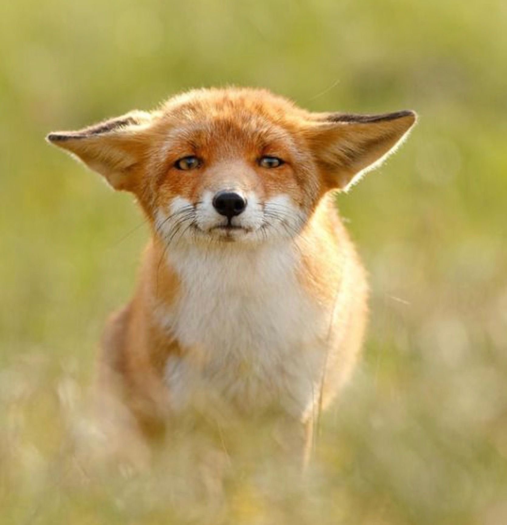 First fox. Лисик Фокс. Лисий нос лиса. Бешеная лиса.