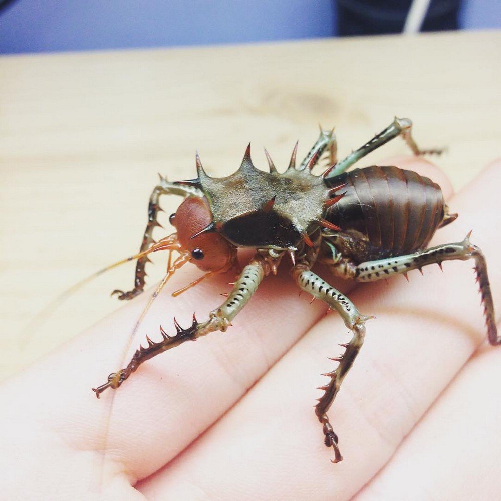 Cosmoderus сверчок