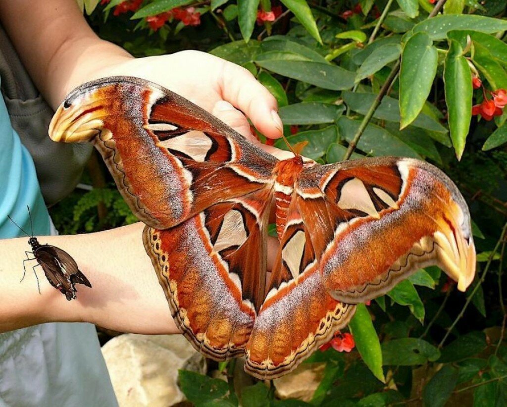 Павлиноглазка атлас Attacus Atlas