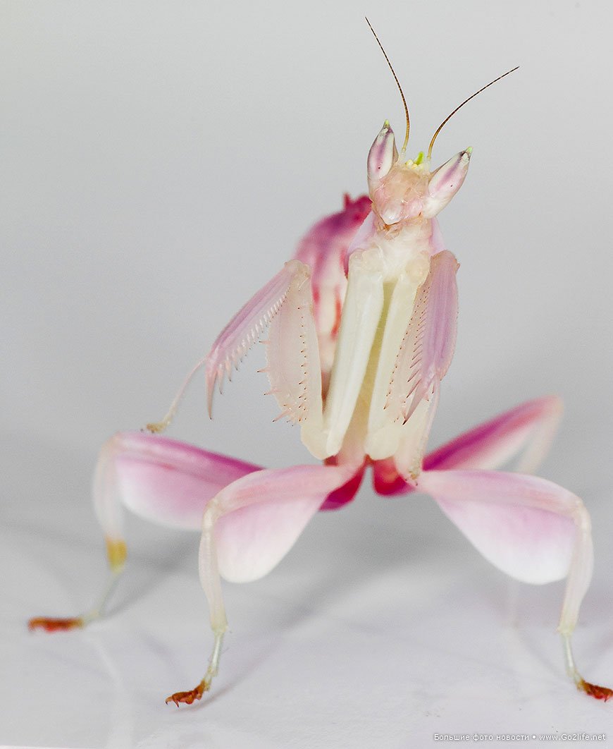 Богомол Hymenopus coronatus