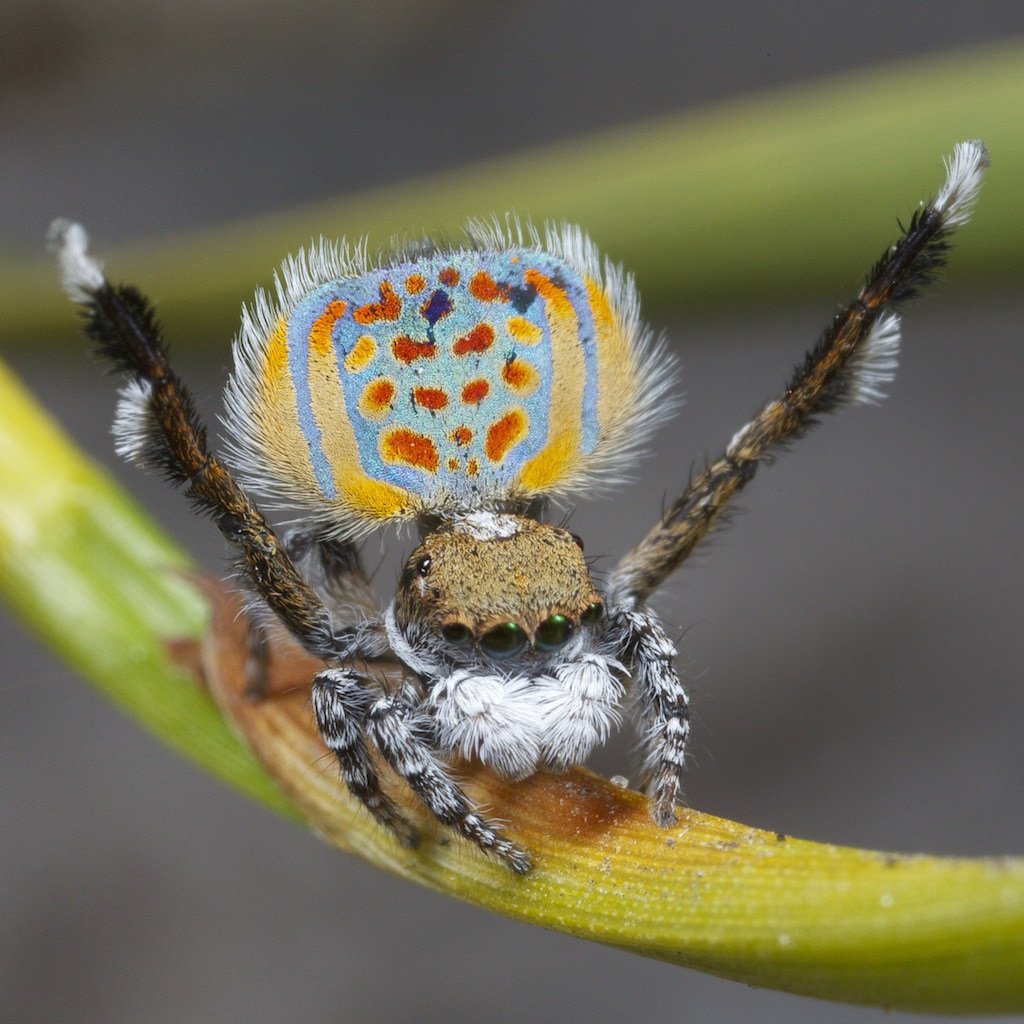 Паук Павлин самка