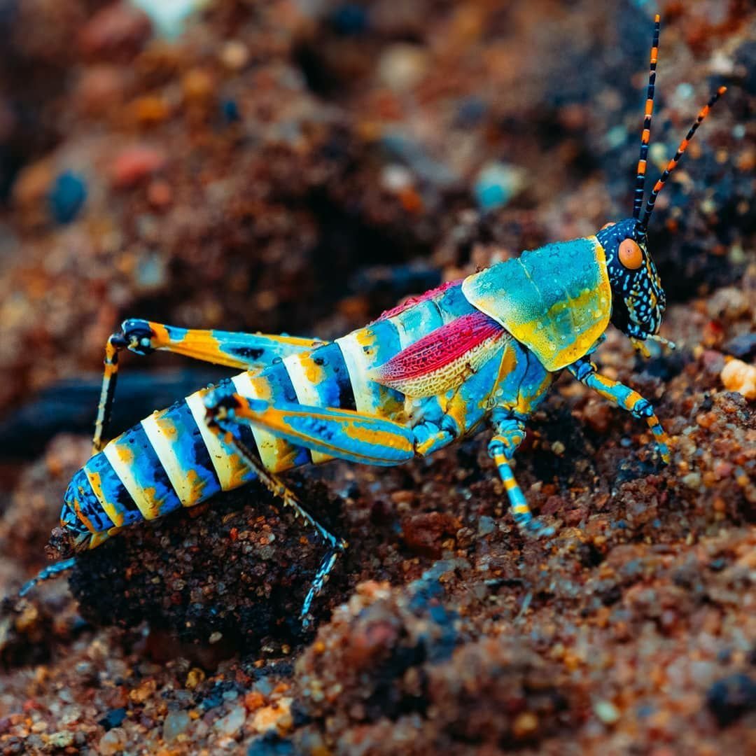 Радужный кузнечик Dactylotum bicolor