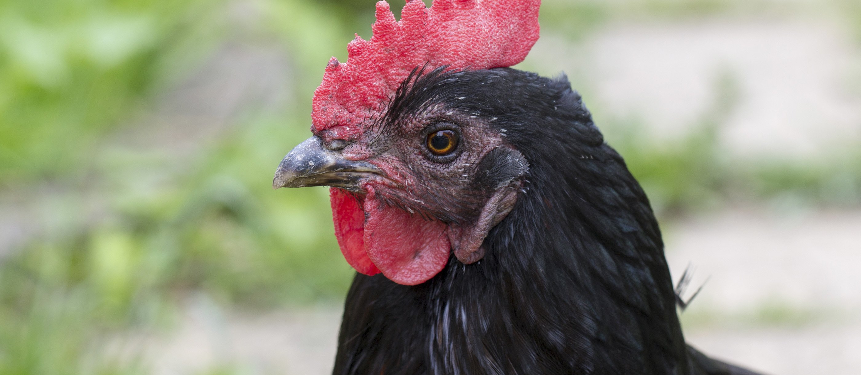 Курица с листовидным гребнем черным оперением. Чёрная курица. Черная курица с красным гребнем. Куры с черной головой. Куры с чёрной головой и крыльями.