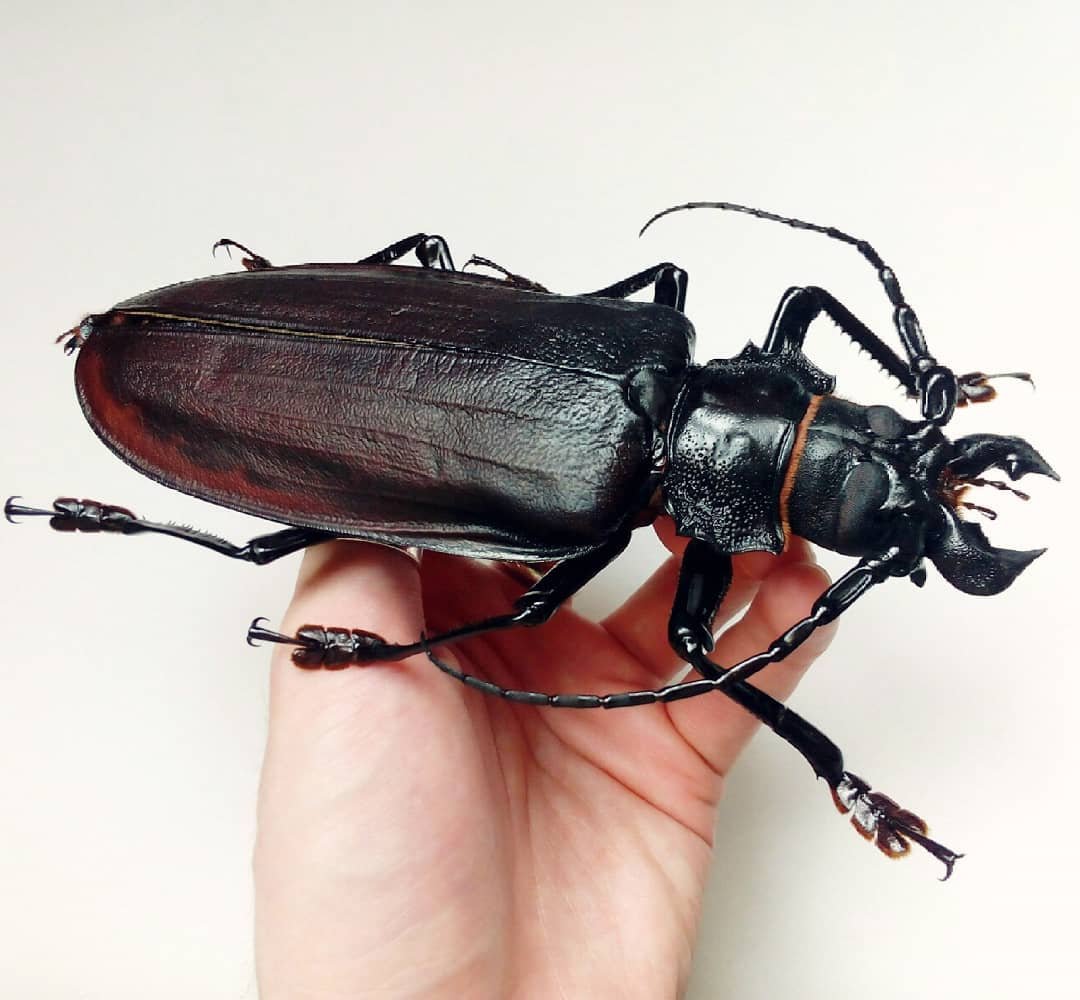 Самый большой Жук дровосек Титан