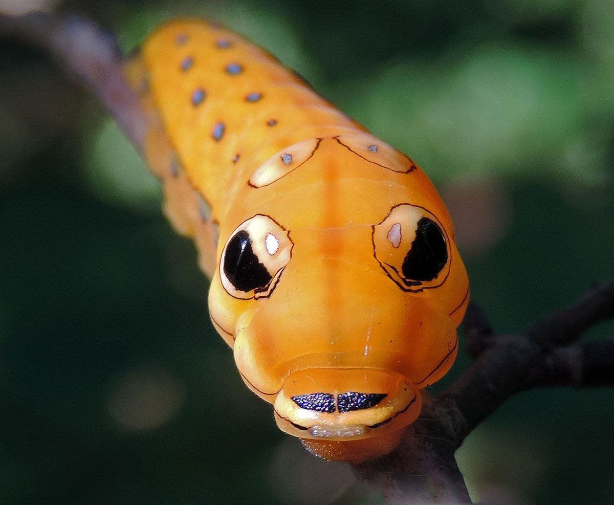 Spicebush Swallowtail гусеница