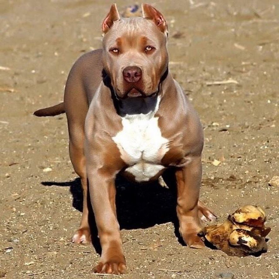 Питбуль рост собаки