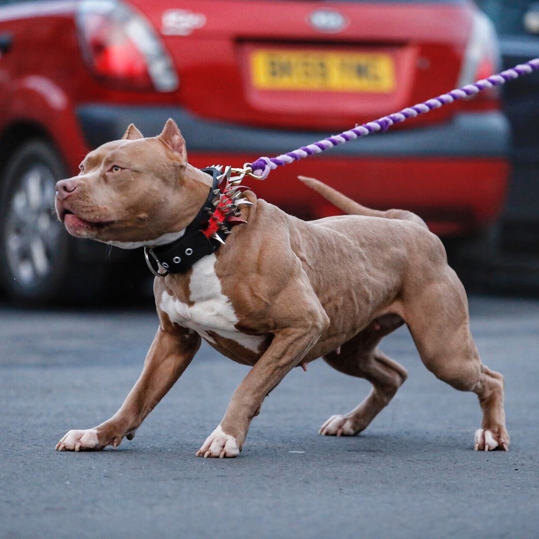 Американский пит стафф терьер