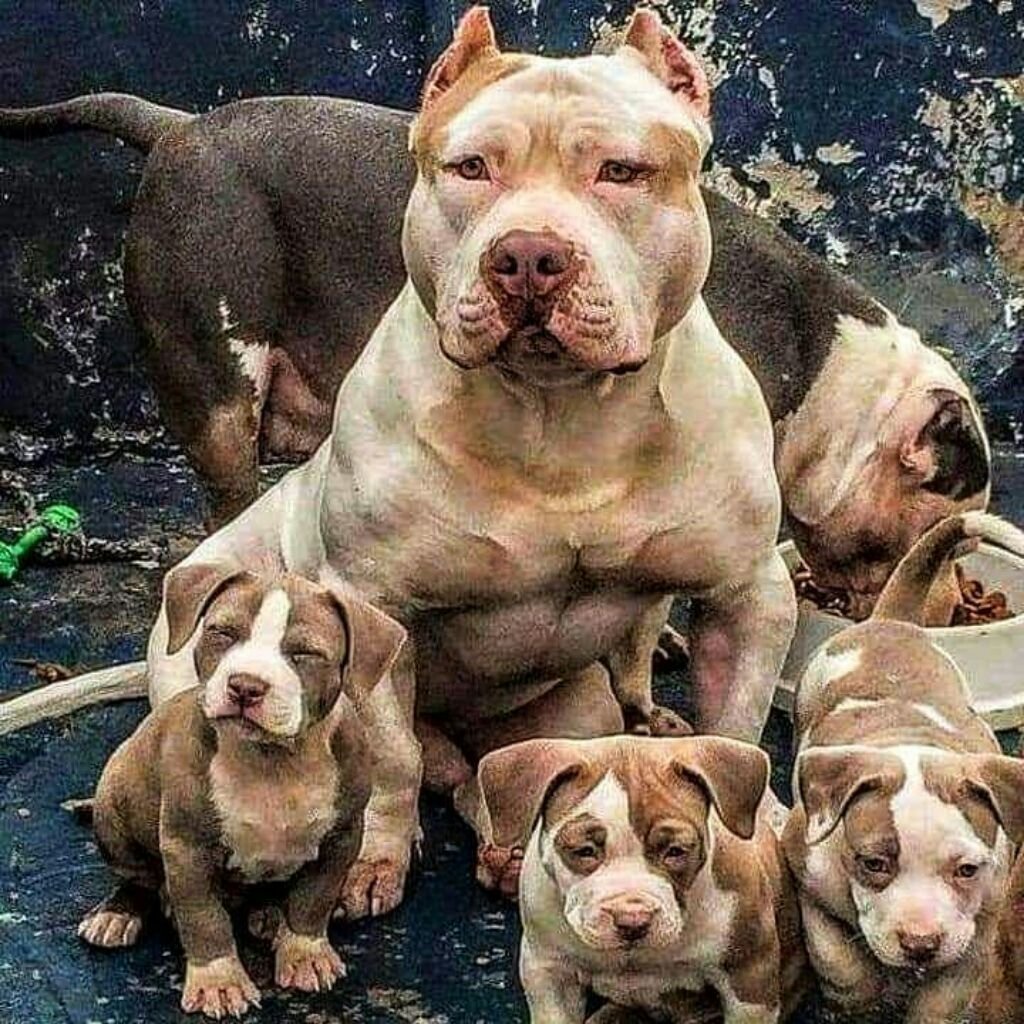 Европейский питбуль