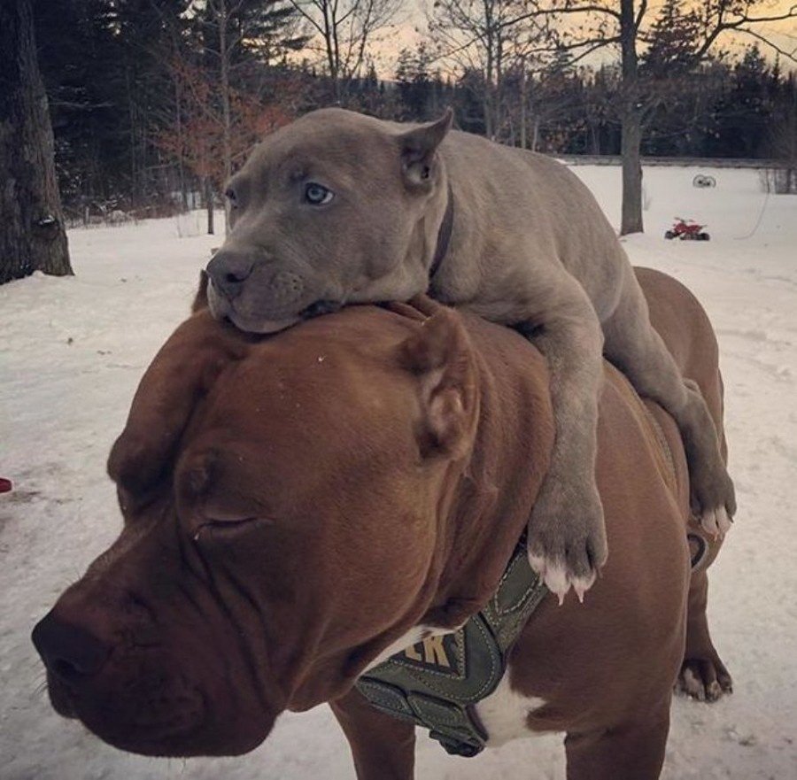 Питбуль Прага