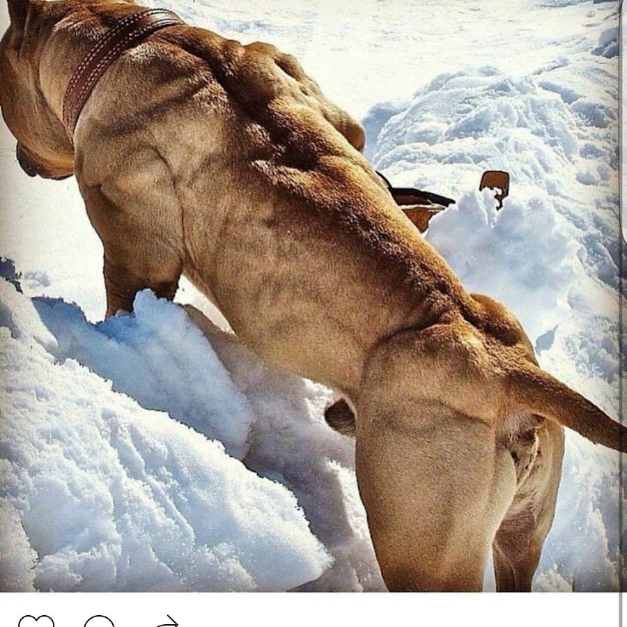 Спина питбуля