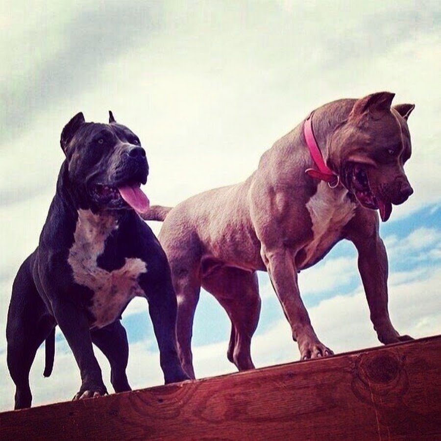 Стаффордширский терьер Грозный