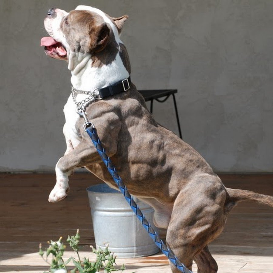 Стаффордширский терьер на стероидах