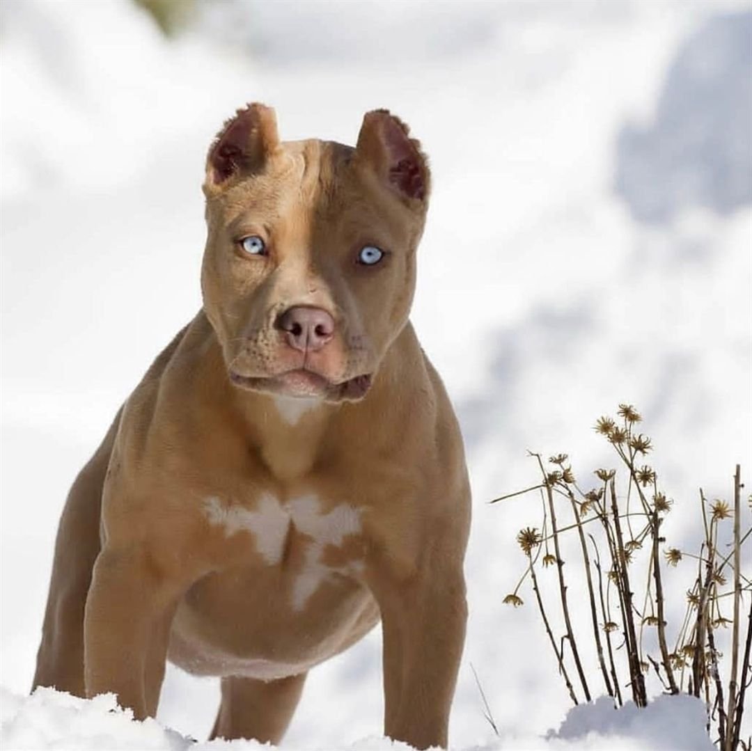 Американский стаффордширский питбультерьер