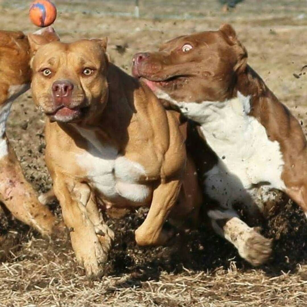 Стаффордширский терьер бой питбуль