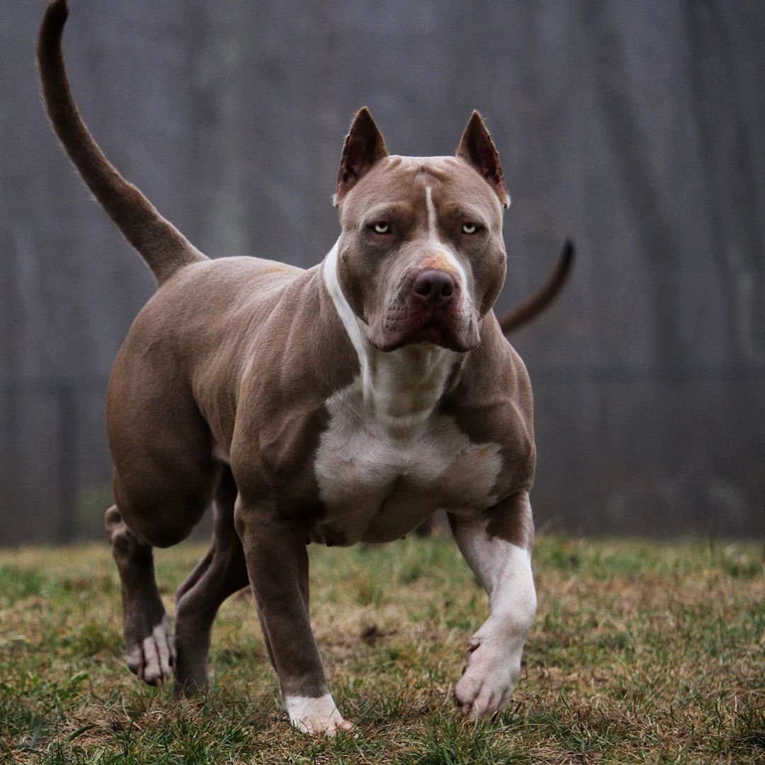 Бультерьер булли