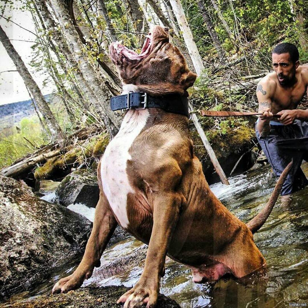 Стаффорд с человеком