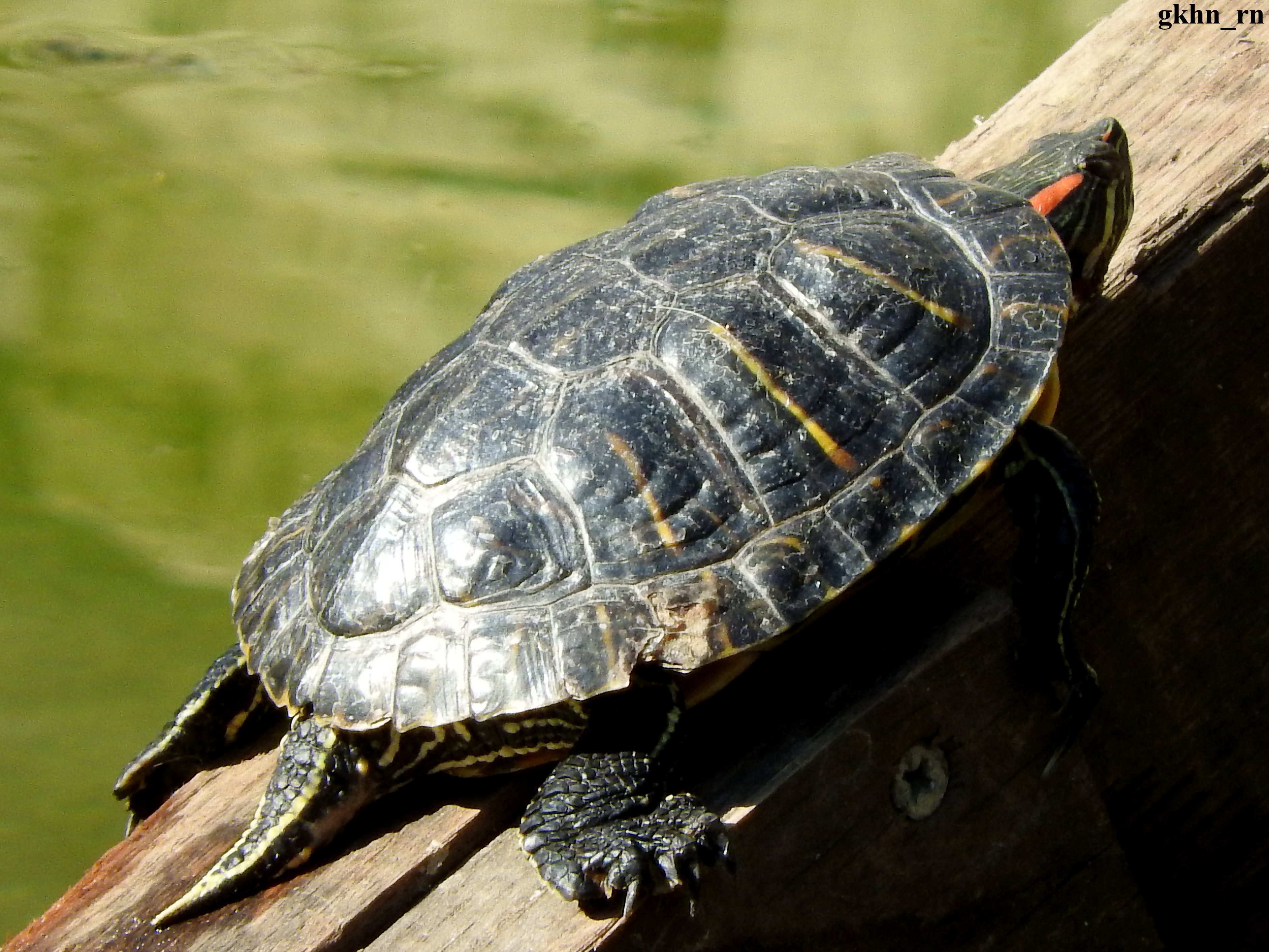 Черепахи минск. Морская черепаха красноухая. Прудовая черепаха Ривза. Красноухая Болотная черепаха. Красноухая черепаха самец.
