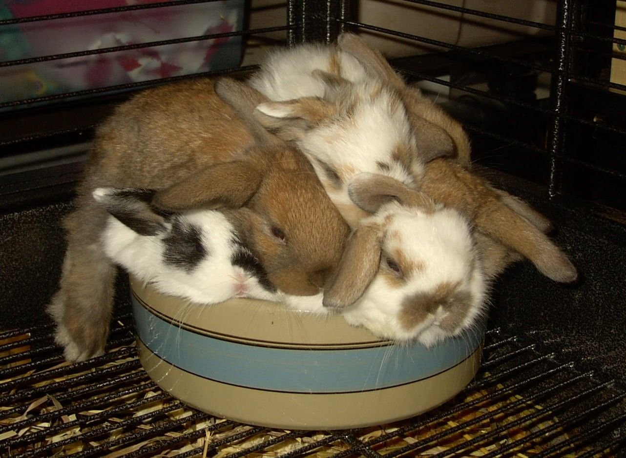 Зайцу нужно было. Кролик Баффи. Спящий кролик. Кролики спят вместе.