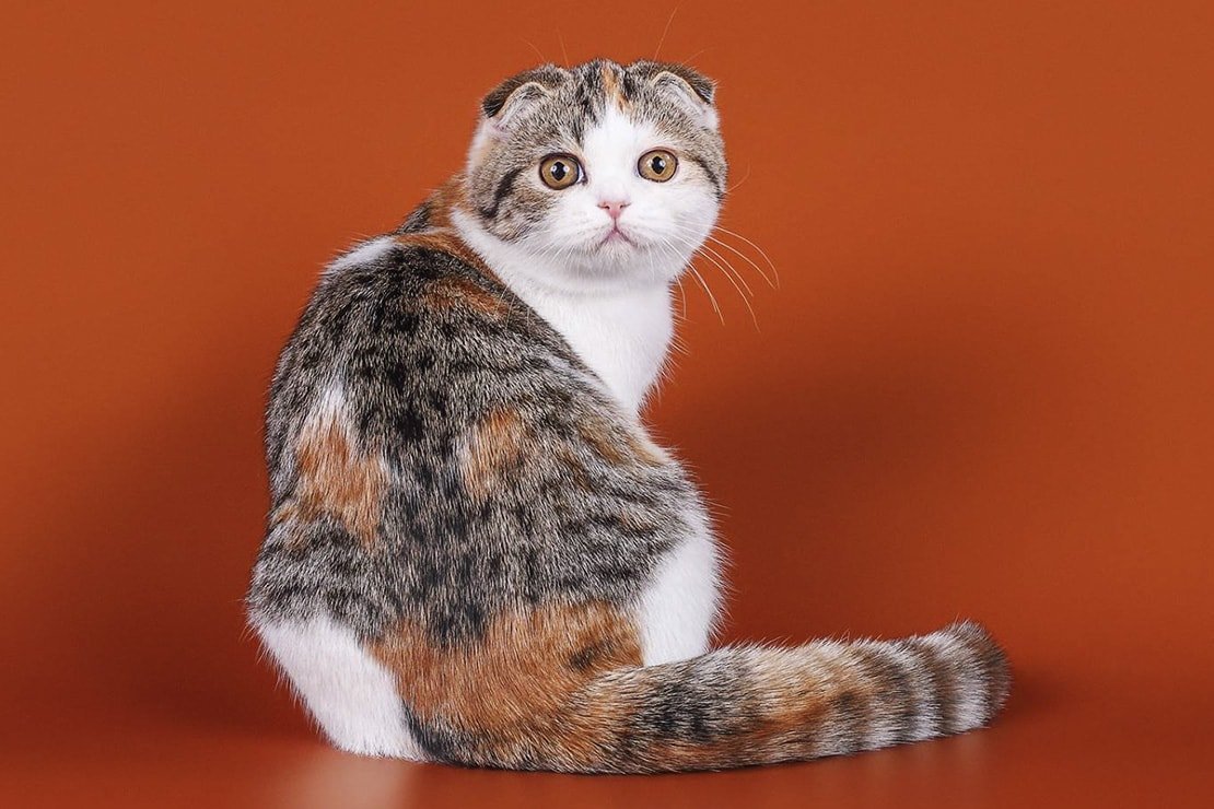 Шотландская вислоухая биколор