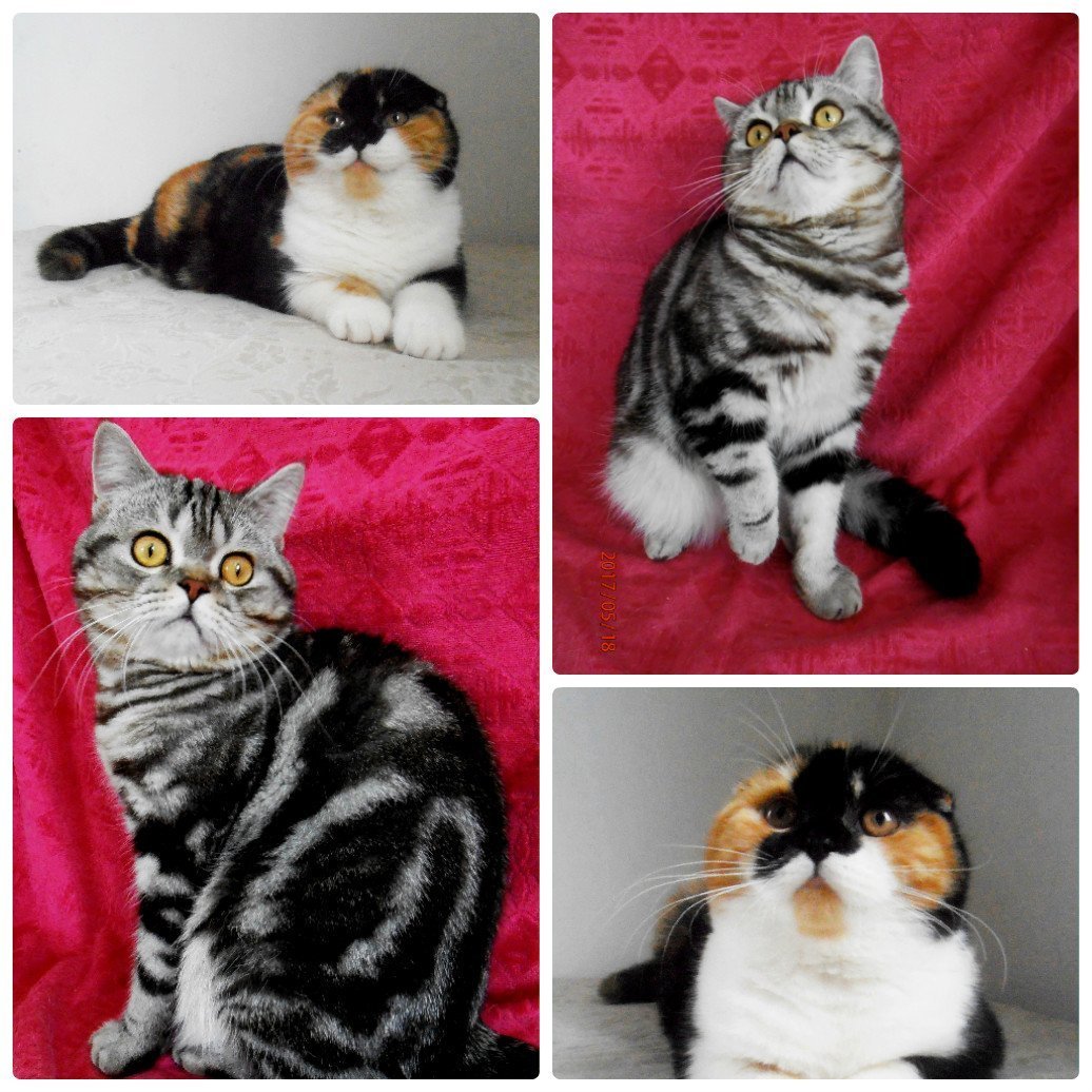 Рыжий полосатый шотландец