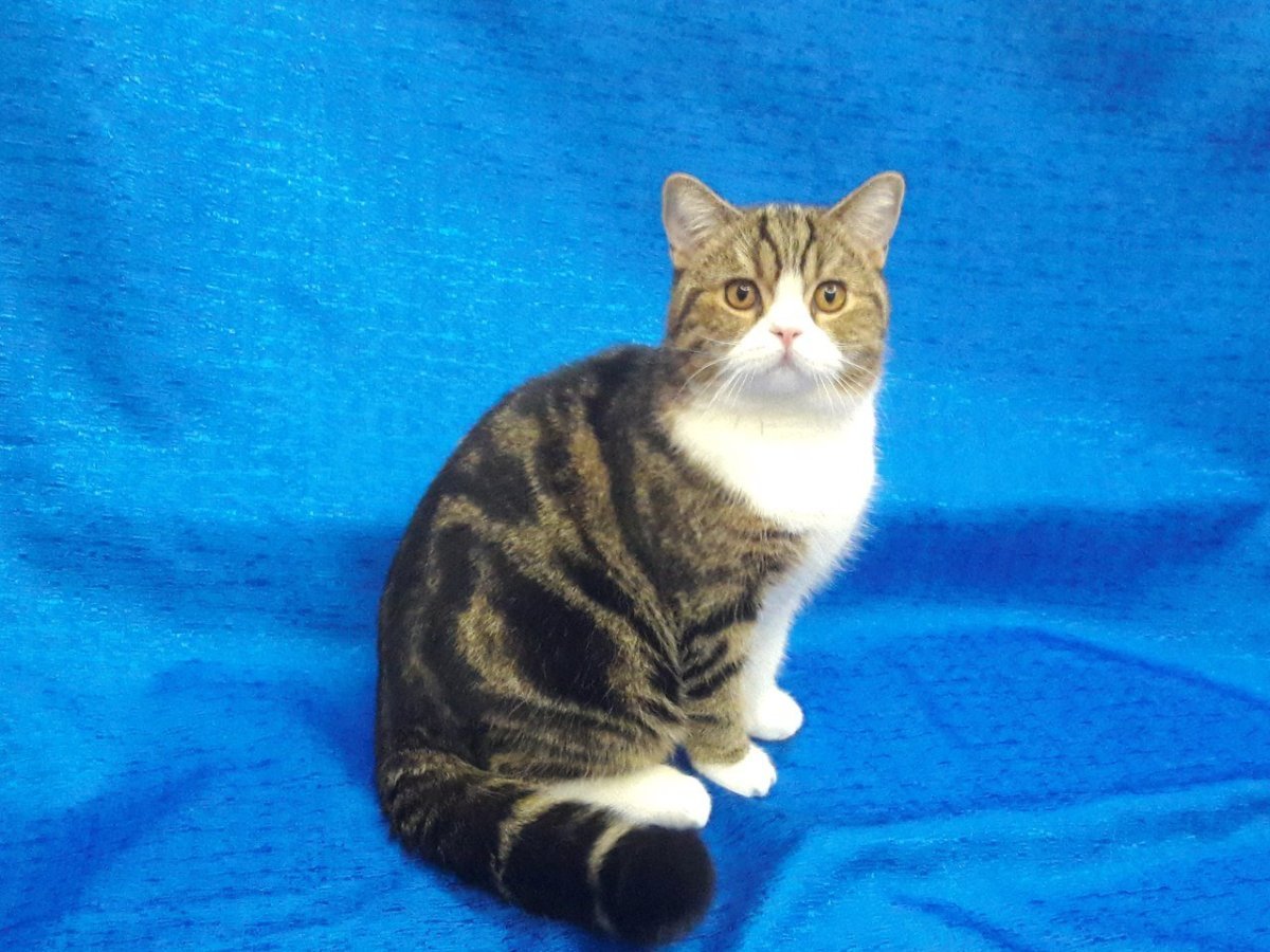 Шотландская страйт биколор