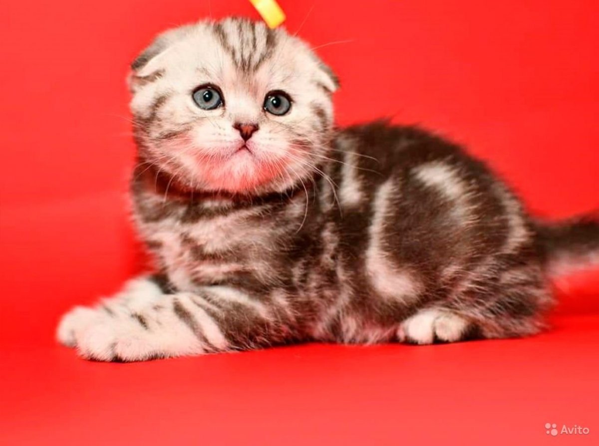 Шотландская вислоухая кошка