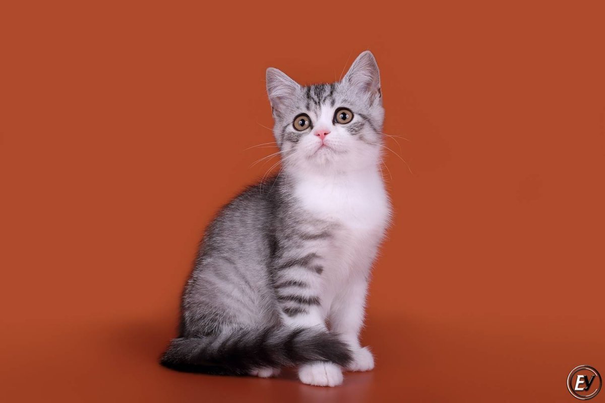 Скоттиш страйт биколор