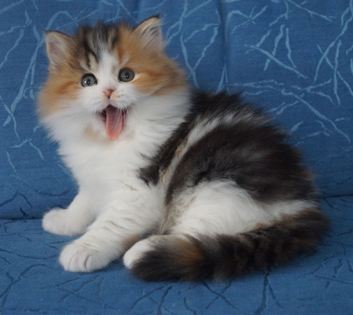 Шотландский хайленд страйт